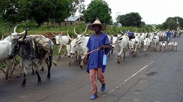 The imperative of banning open grazing in Nigeria